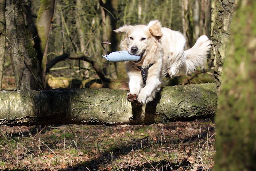 Hund springt über Baumstamm