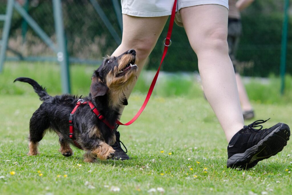 Dackel beim Training