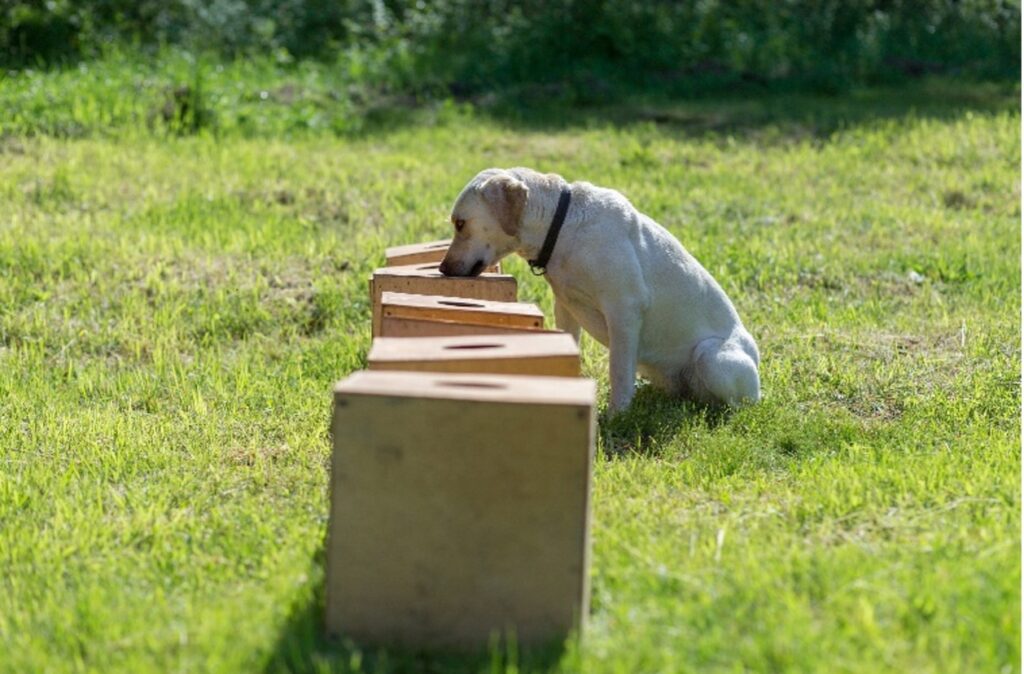 Hund bei Objektsuche