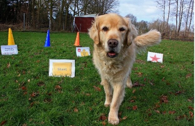 Hundeportrait bei Rally