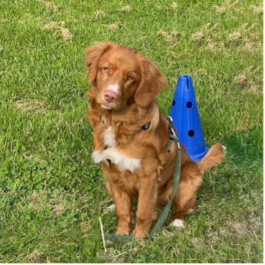 Brauner Hund im Training